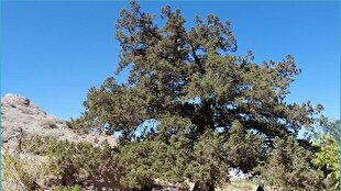 تحلیل خبر: درخت اُرس ۹۰۰ ساله روستای کَهنه جغتای ثبت ملی ثبت شد | باشگاه خبرنگاران جوان - کد 57da
