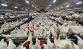 گزارش ویژه: صحت بیش از ۹۰ درصدی آمار طیور | باشگاه خبرنگاران جوان - کد 11b9