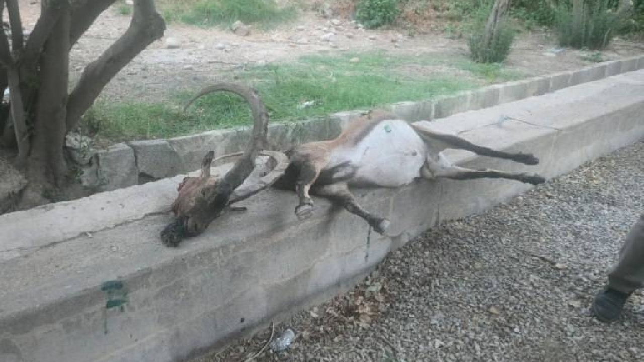 دستگیری شکارچی غیرمجاز در منطقه حفاظت‌ شده چهل‌ پا اندیمشک