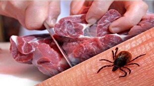 شناسایی ۹ مورد تب کریمه کنگو در استان یزد؛ یک فوتی ثبت شد