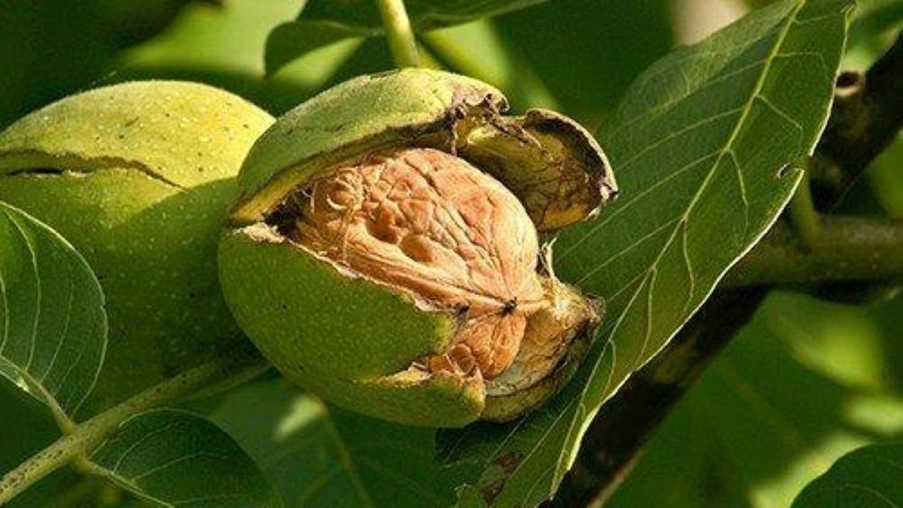 آغاز برداشت گردو از باغ‌های شهرستان صیدون

‌