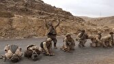 اعجاز قرآنیِ فرزندان أویس و حیرت جهانی