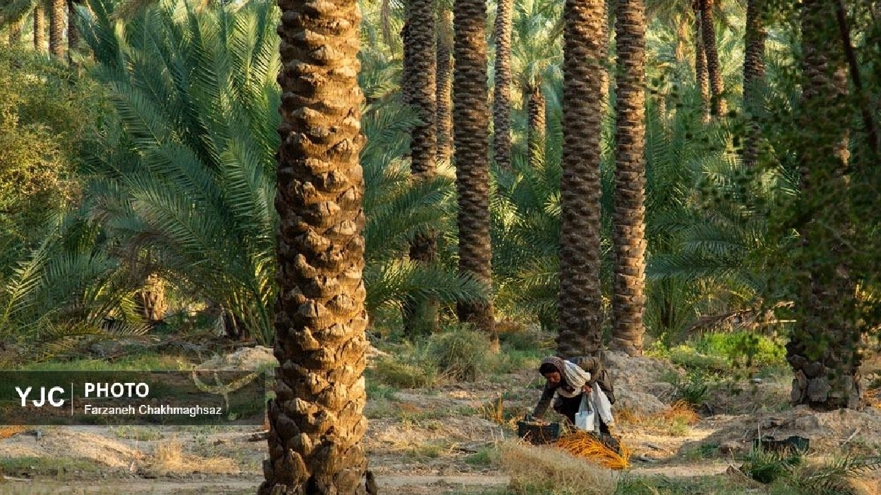 ۷۰ درصد بار صنعت خرما بر دوش بانوان است