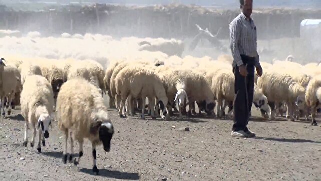 روستای امیر آباد یامچی کمک حال اقتصاد کشور با تولیدات محصولات دامی