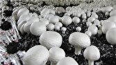 بررسی جامع: اتخاذ سیاست فروش به معنای حذف کامل نوسانات بازار نیست | باشگاه خبرنگاران جوان - کد 47fc