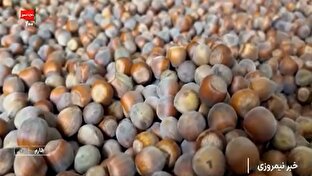 برداشت فندق در طارم + فیلم