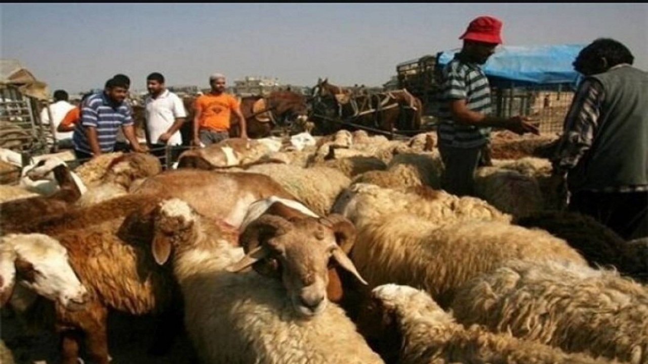 کشف و توقیف محموله دام قاچاق در بوکان/ متهم بیش از ۳ میلیارد ریال جریمه شد