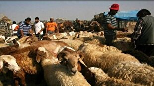 کشف و توقیف محموله دام قاچاق در بوکان/ متهم بیش از ۳ میلیارد ریال جریمه شد