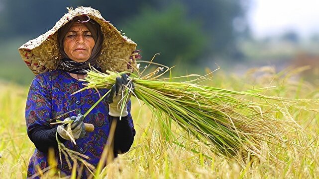 ۳۷۵ هزار زن روستایی رایگان بیمه شدند
