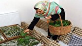 اجرای ۵۱۹ طرح مشاغل خانگی کشاورزی در مازندران 