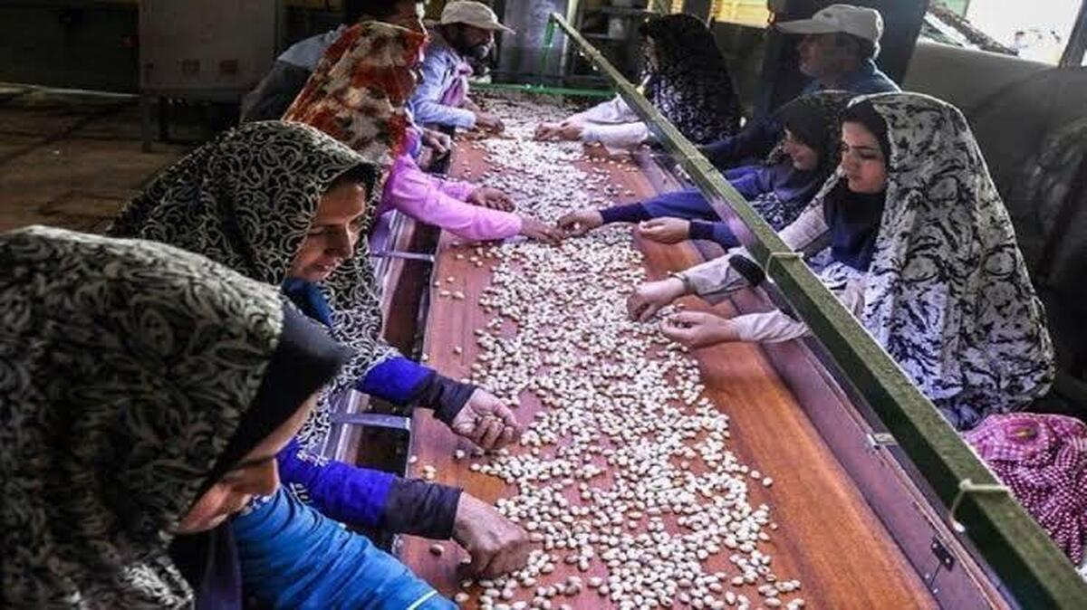 باشگاه خبرنگاران -توسعه اشتغال روستایی با توزیع هدفمند منابع؛ از توانمندسازی تا تکمیل زنجیره فروش