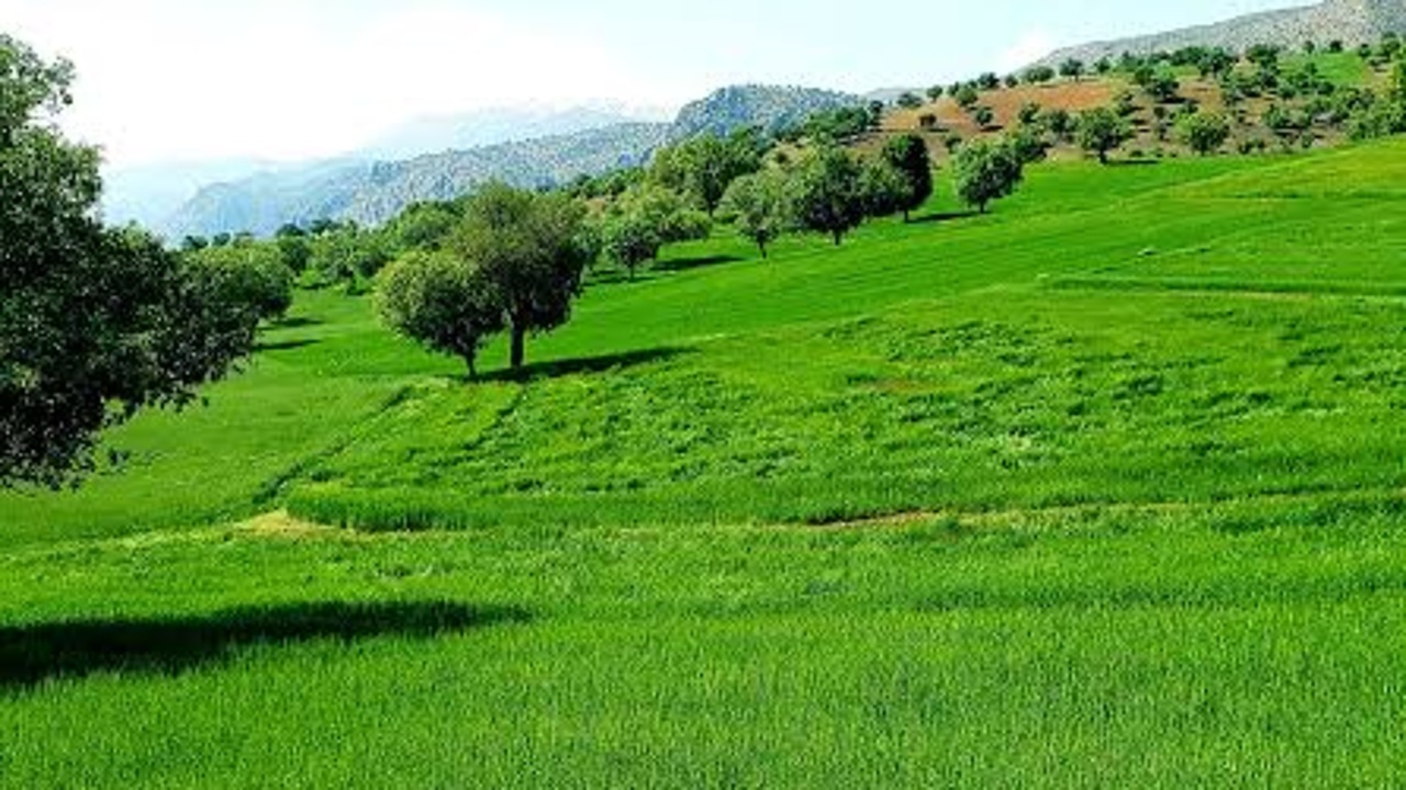 شلیل؛ نگین پنهان میانکوه + فیلم