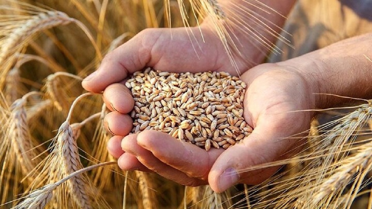 باشگاه خبرنگاران -خرید تضمینی گندم در چهارمحال و بختیاری دو برابر شد
