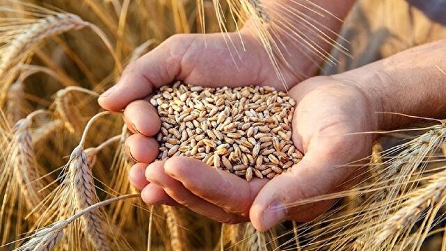 خرید تضمینی گندم در چهارمحال و بختیاری دو برابر شد