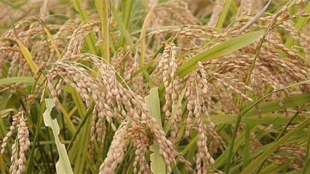 باشگاه خبرنگاران -پیش‌بینی تولید بیش از یک میلیون و ۳۰۰ هزار تن شلتوک برنج در مازندران