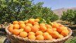 گنج‌های کشاورزی دورود؛ برنج و زردآلو در انتظار یک برند ماندگار