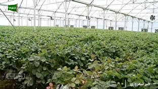 افتتاح گلخانه هیدروپونیک روستای دیزج آباد زنجان + فیلم