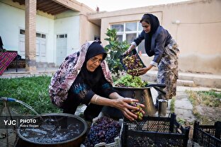 رویان؛ شهرِ انگور