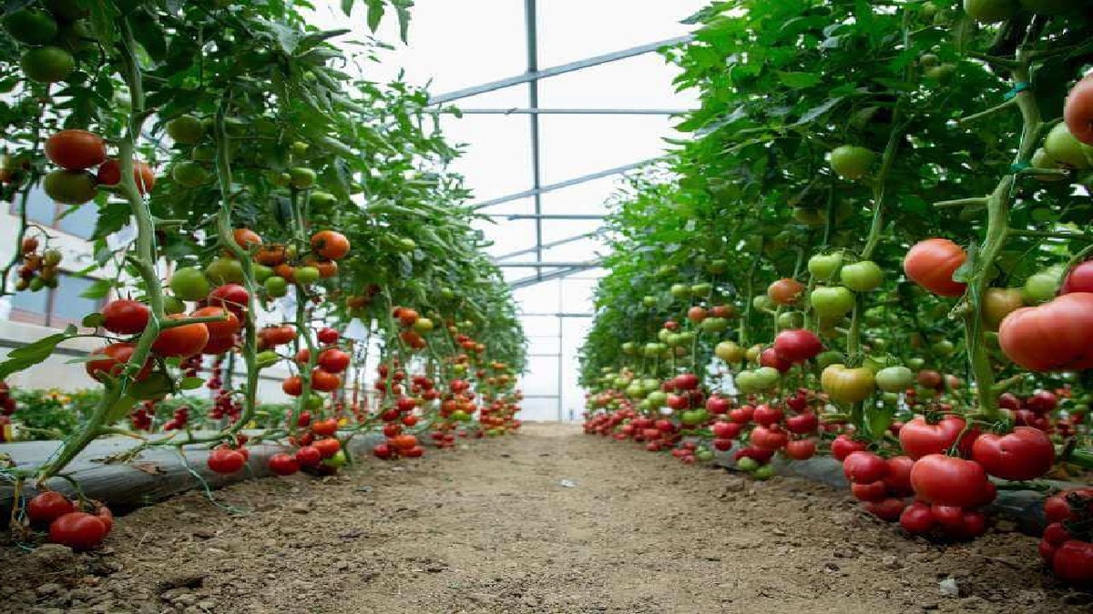 باشگاه خبرنگاران -حمایت جهاد کشاورزی برای توسعه و سرمایه گذاری در شهرک های گلخانه ای
