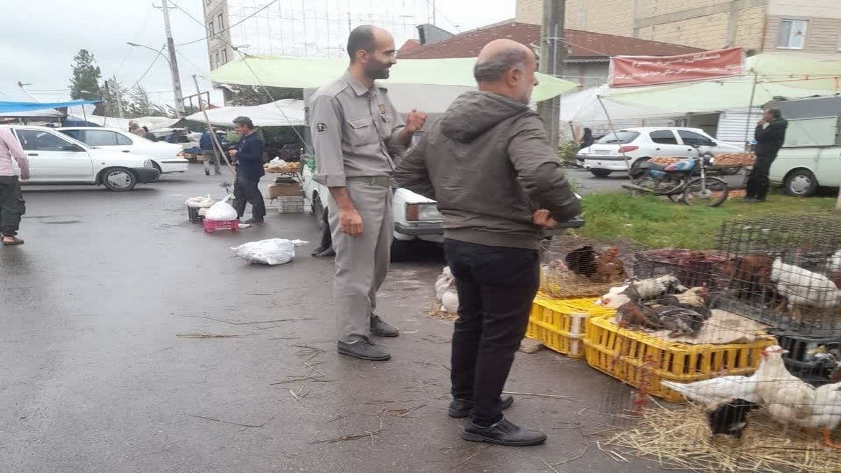 باشگاه خبرنگاران -از خرید و فروش پرندگان وحشی خودداری کنید