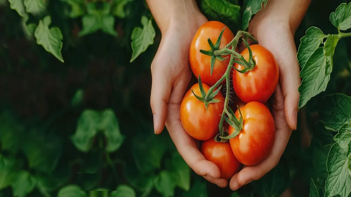 باشگاه خبرنگاران -گوجه فرنگی؛ چه زمانی دردسر می‌شود؟!