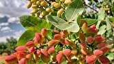طلای سبز بشرویه به بار نشست