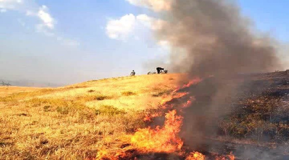 باشگاه خبرنگاران -کاهش چشمگیر آتش زدن کاه و کلش در مزارع مازندران