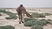 محیط زیست قزوین درباره چرای بی‌رویه شتر‌ها هشدار داد