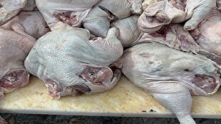۳۸ هزار تن گوشت مرغ در خمین تولید شد