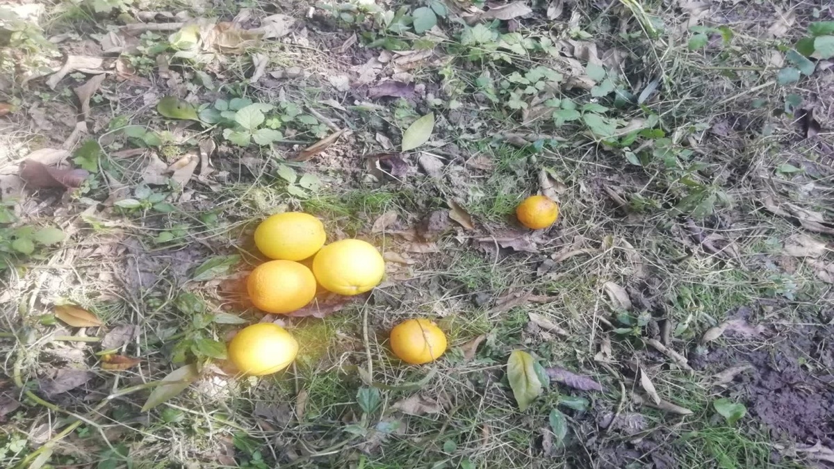 باشگاه خبرنگاران -گلایه باغداران دهستان بالاتجن قائمشهر از آفت زدگی مرکبات + عکس