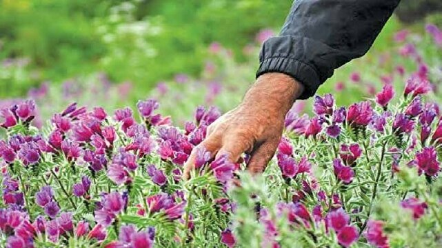 ثبت ملی باغ گیاه‌شناسی زاگرس خرم‌آباد