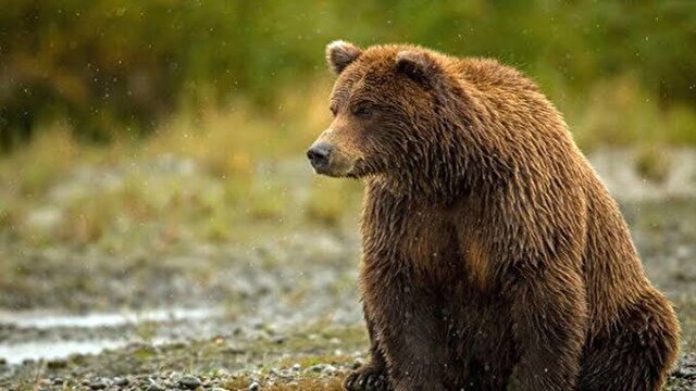 مشاهده خرس قهوه‌ای در منطقه حفاظت شده سبزکوه + فیلم