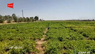 ایستگاه ملی تحقیقات لوبیا در خمین + فیلم