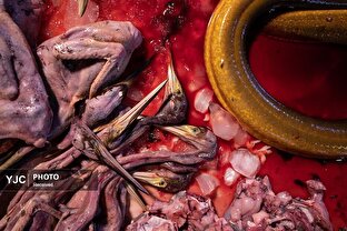 برندگان بزرگترین مسابقه عکاسی از پرندگان ۲۰۲۶