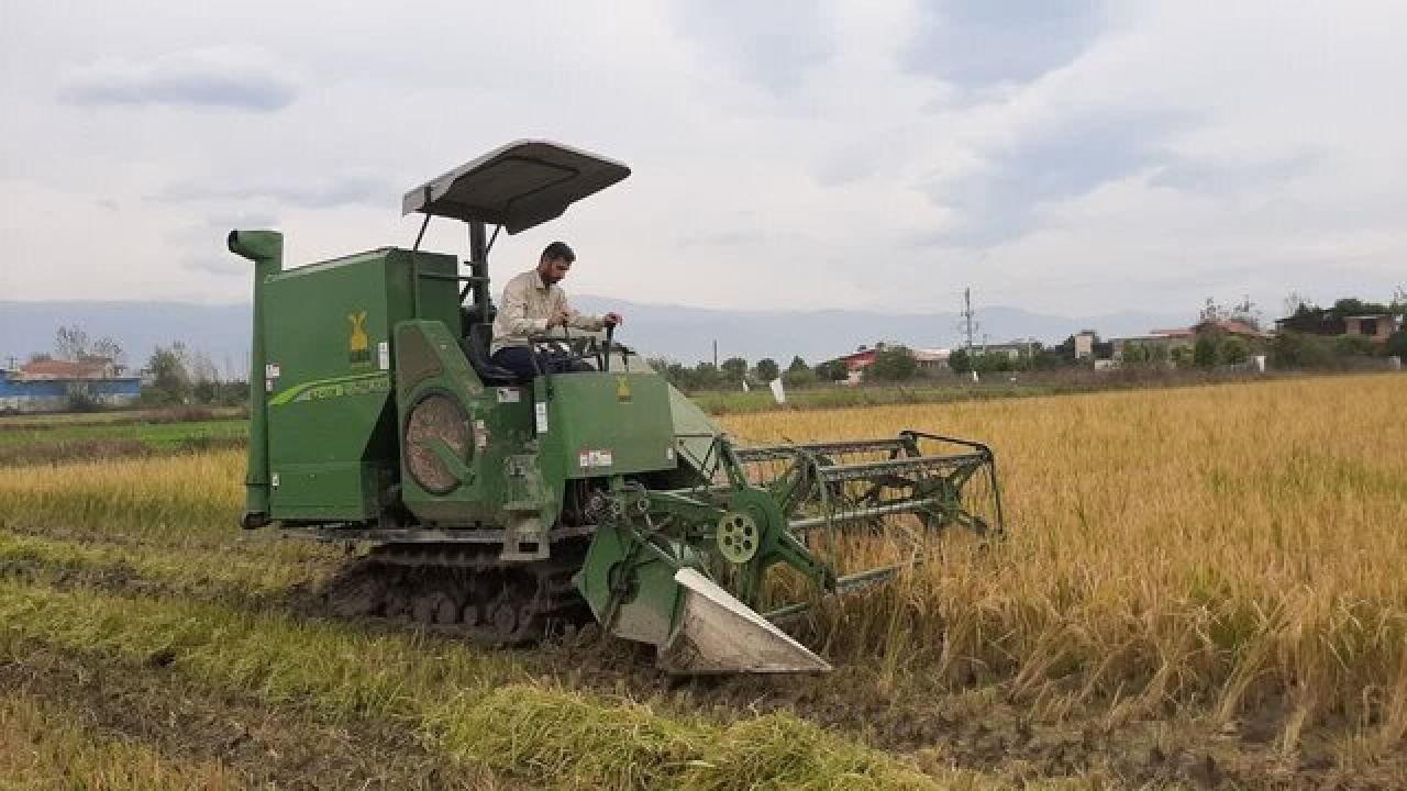 طلای سفید شالیزارهای چگنی؛ پیش‌بینی برداشت بیش از ۵ هزار تن برنج