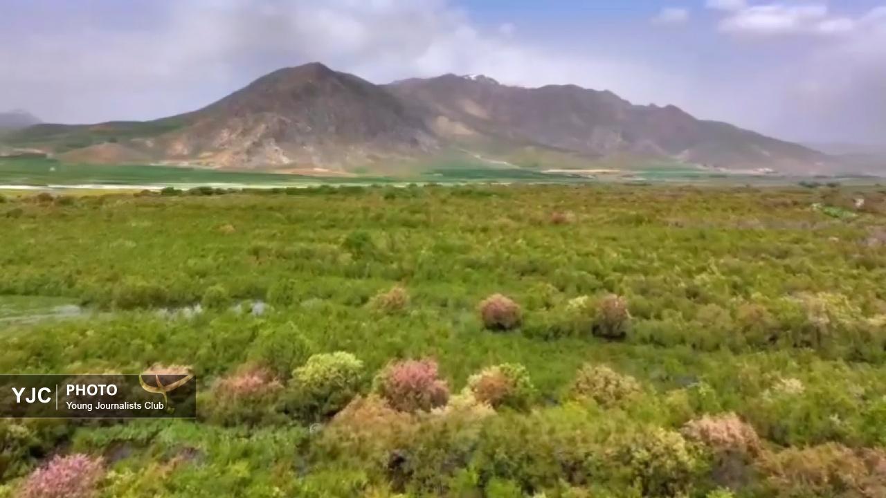 پاییز تماشایی در بیشه‌دالان بروجرد؛ ضیافت پرندگان مهاجر در آغوش تالاب + فیلم