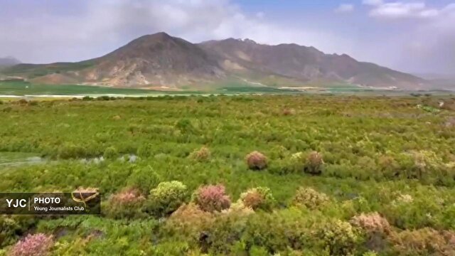 پاییز تماشایی در بیشه‌دالان بروجرد؛ ضیافت پرندگان مهاجر در آغوش تالاب + فیلم