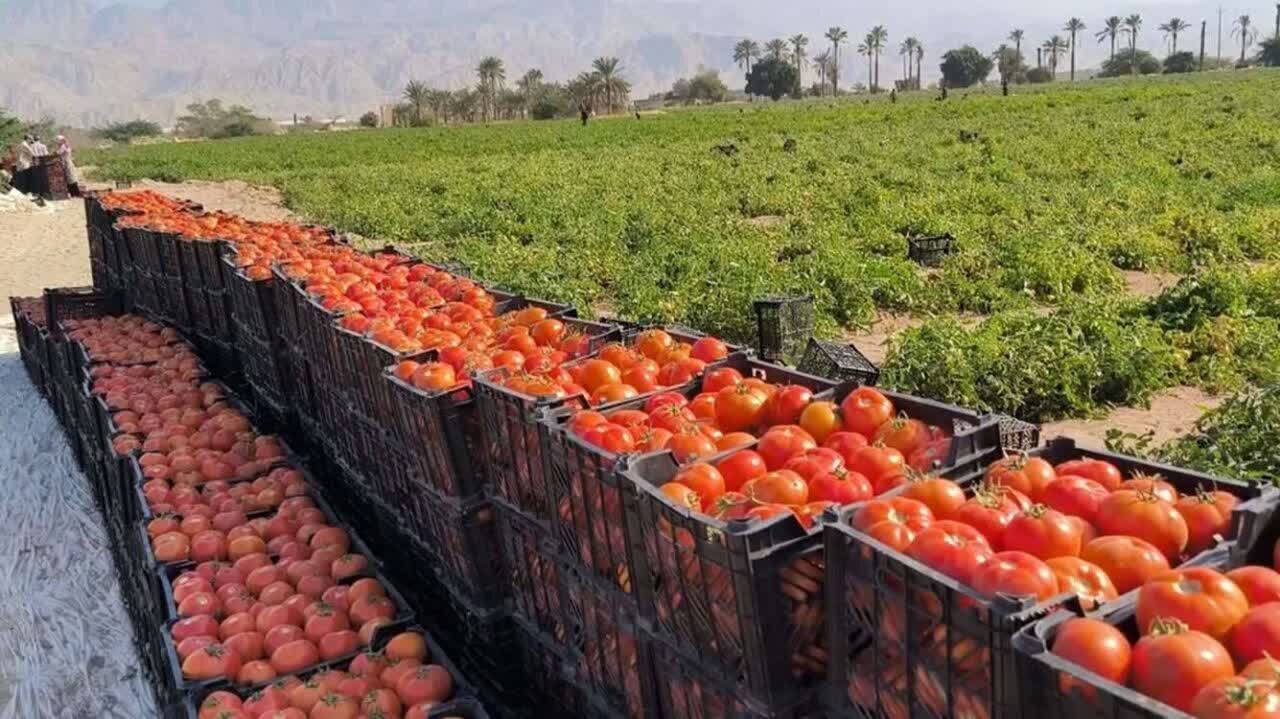 ۶۷۰ هزار تن گوجه فرنگی خارج فصل در بوشهر تولید می‌شود