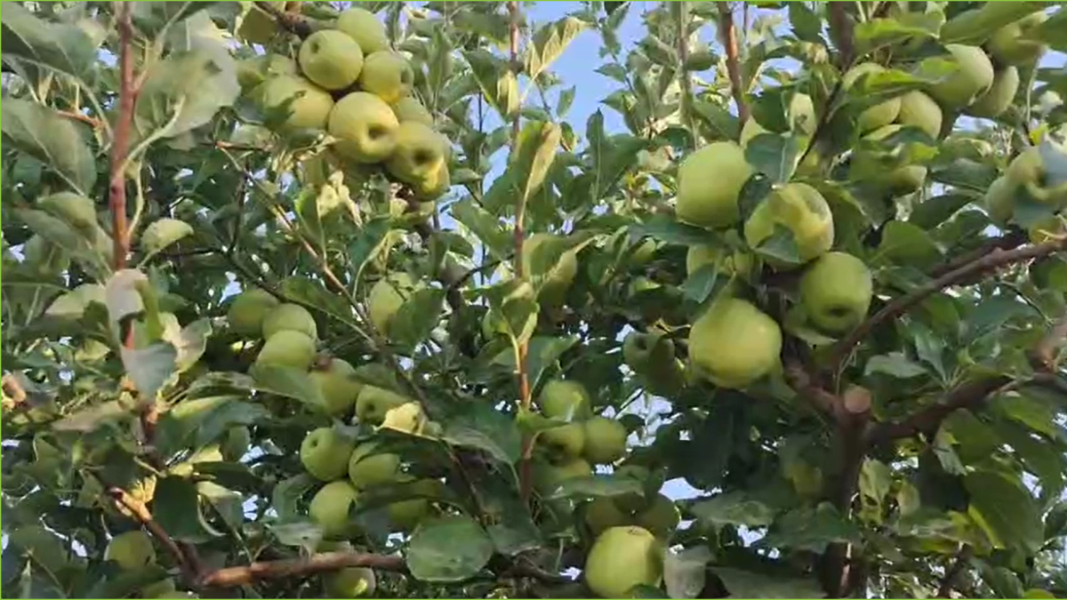 باشگاه خبرنگاران -فیلمی از خودنمایی میوه‌های انگور و سیب در مزارع روستای تکه