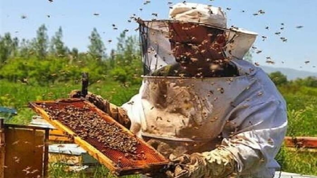 آغاز سرشماری زنبورستان‌های مازندران از دوم آبان‌ ماه