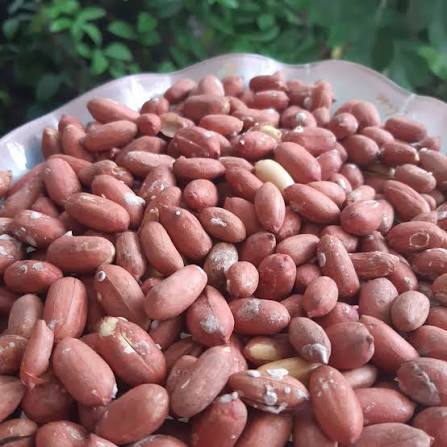 فعالیت ۲۱۸کارگاه سنتی و صنعتی بادام زمینی در گیلان