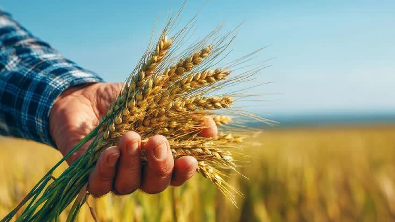 کیفیت بذر گندم و جو استانداردسازی می‌شود