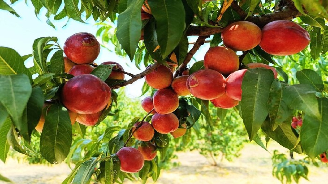 لرستان؛ بهشت محصولات باغی با ظرفیت مغفول فرآوری و صادرات