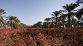 برداشت چای ترش در ۱۰ هکتار از مزارع شهرستان کارون