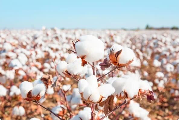 مزارع طلای سفید فارس زیر بار برداشت؛ پیش‌بینی تولید ۶۷ هزار تن پنبه