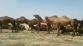 دو چالش جدی پیش روی شترداران بخش مرکزی و قنوات قم