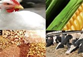 ذخایر نهاده دامی و محصولات پروتئینی در شرایط مناسبی قرار دارد