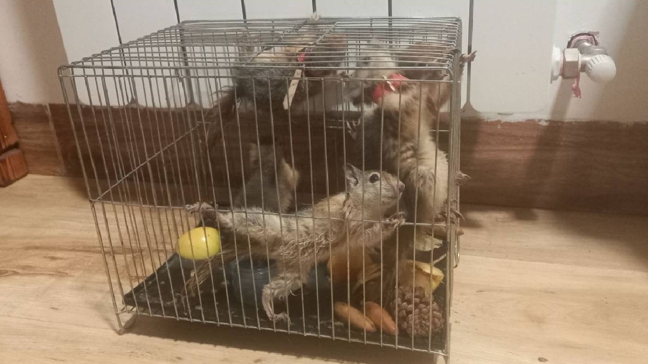 کشف و ضبط ۵ بچه‌سنجاب در یک فروشگاه حیوانات خانگی در دزفول