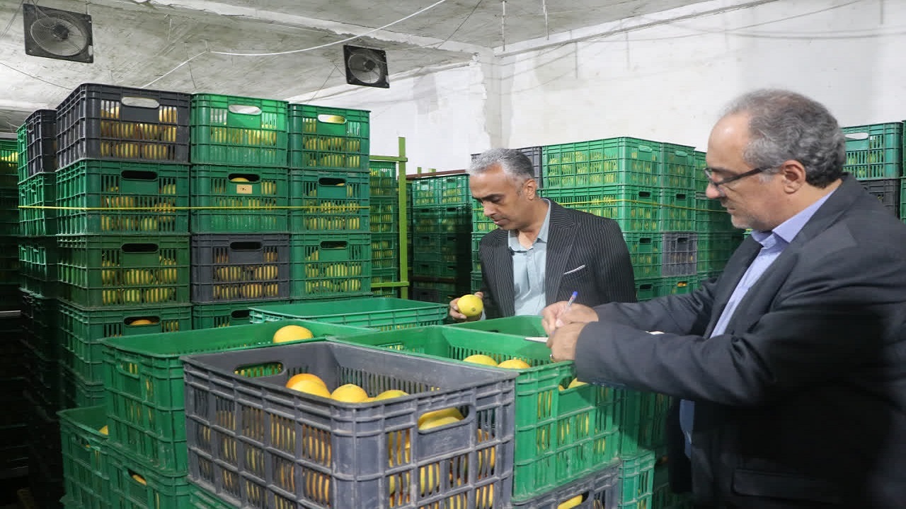 برگزاری مانور پایش سورتینگ مرکبات و نظارت بر رعایت استاندارد‌ها در مازندران