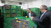 برگزاری مانور پایش سورتینگ مرکبات و نظارت بر رعایت استاندارد‌ها در مازندران